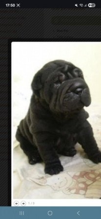 Shar pei