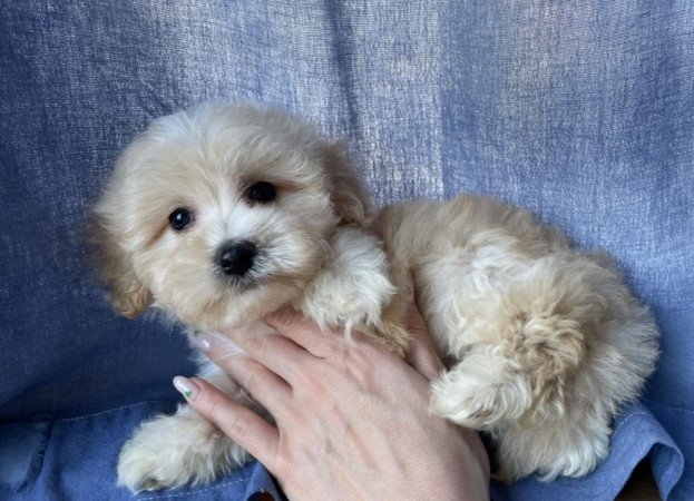 Maltipoo maltai selyem es uszkar