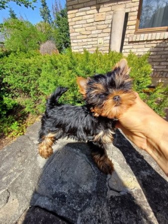 Yorkshire terrier