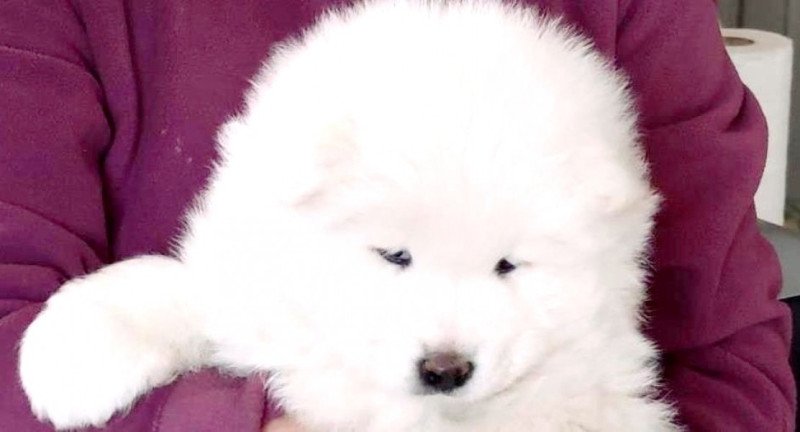 Szamojéd/Samoyed