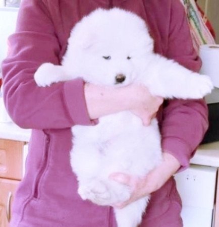 Szamojéd/Samoyed