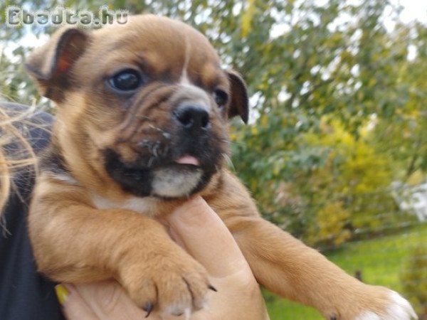Bulldog kiskutya