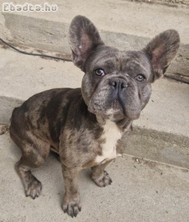 Francia bulldog fiú