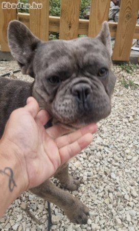 Francia bulldog fiú