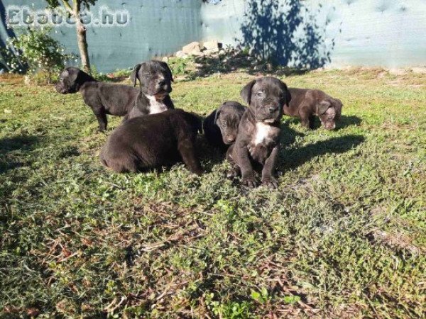 Fajtiszta cane corso kölykök eladók .