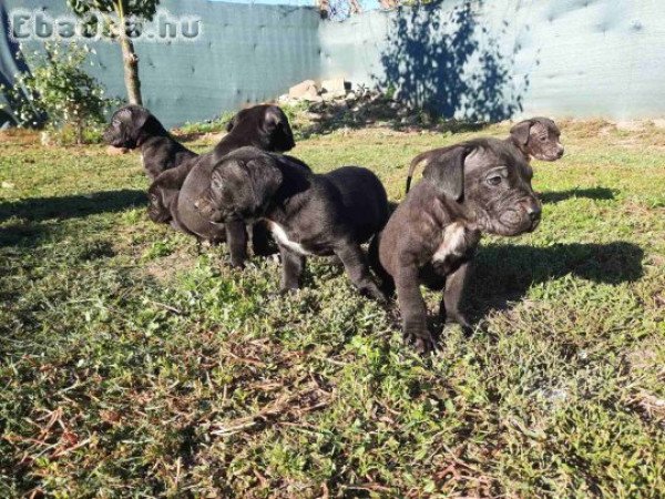 Fajtiszta cane corso kölykök eladók .