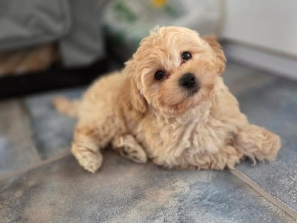 Maltipoo maltai sely es torpe uszkar