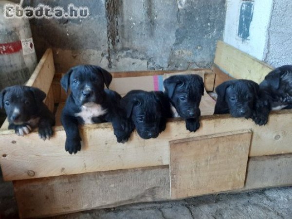 Fajtiszta cane corso kölykök eladók .
