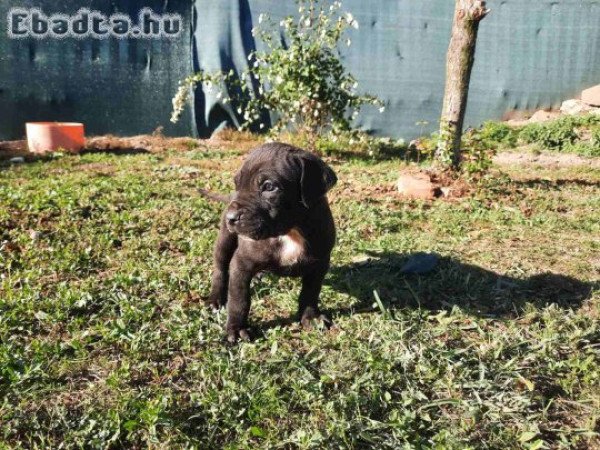 Fajtiszta cane corso kölykök eladók .