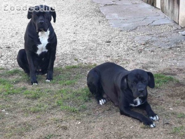 Fajtiszta cane corso kölykök eladók .