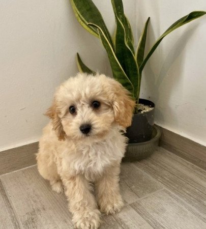 Maltipoo Maltai selyem + uszkar