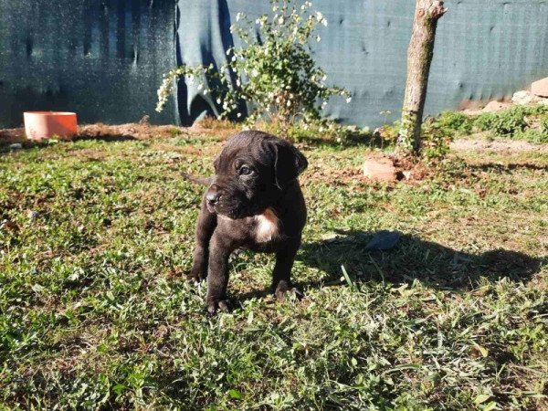 Cane corso
