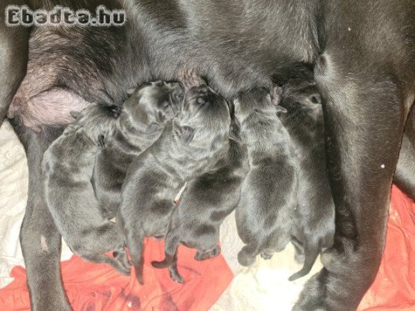 Cane Corso kiskutyusok.
