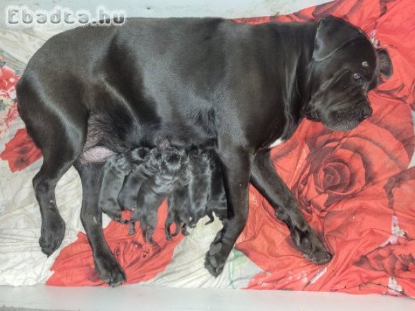 Cane Corso kiskutyusok.
