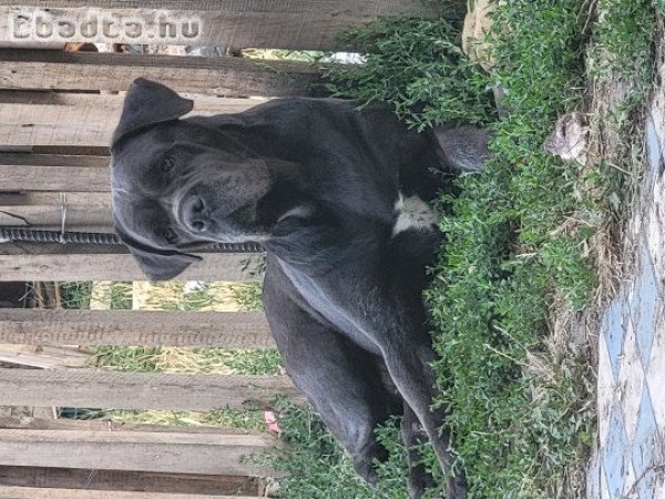 Cane Corso kiskutyusok.