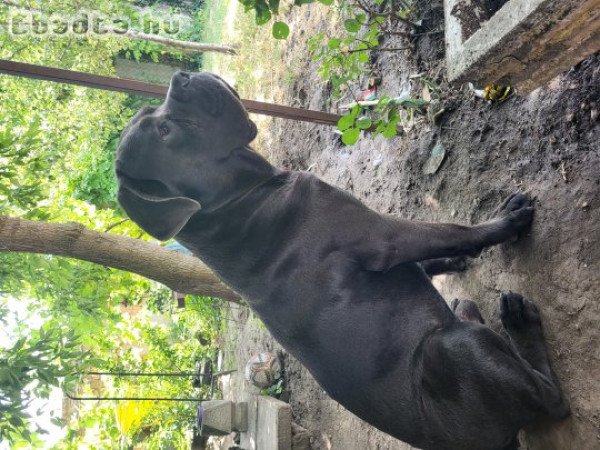 Cane Corso kiskutyusok.