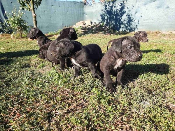 Cane corso