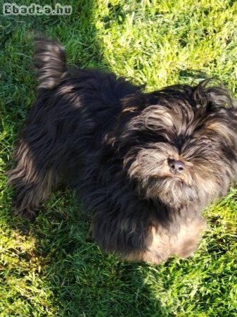 Bichon havanese