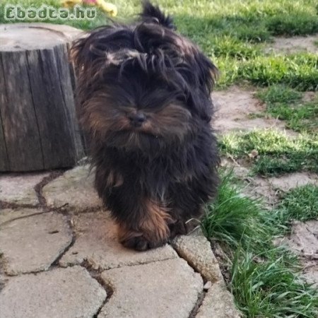 Bichon havanese