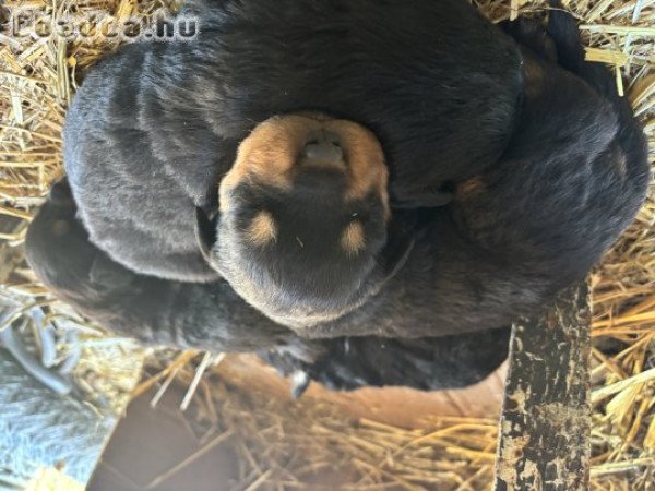 Rottweiler kiskutyák