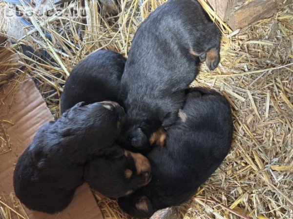 Rottweiler kiskutyák