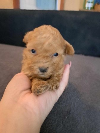 Máltai+uszkár=Maltipoo havanese bichon