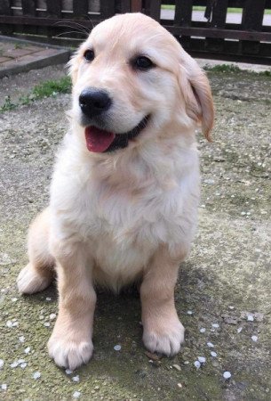 Golden retriever kiskutya