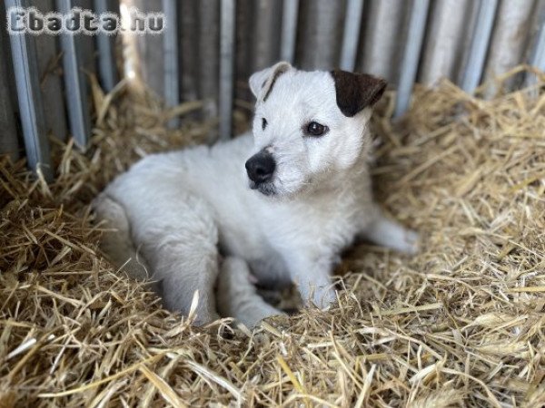 Fajtatiszta ! Parson Russell Jack Russel kiskutyák