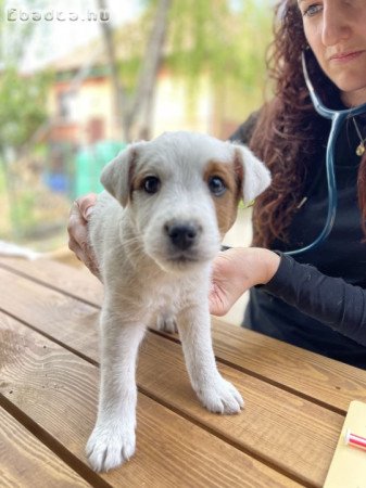 Fajtatiszta ! Parson Russell Jack Russel kiskutyák