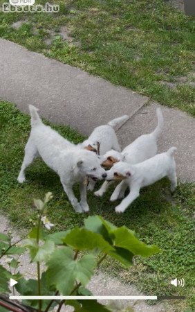 Fajtatiszta ! Parson Russell Jack Russel kiskutyák