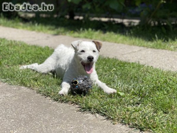 Fajtatiszta ! Parson Russell Jack Russel Terrier