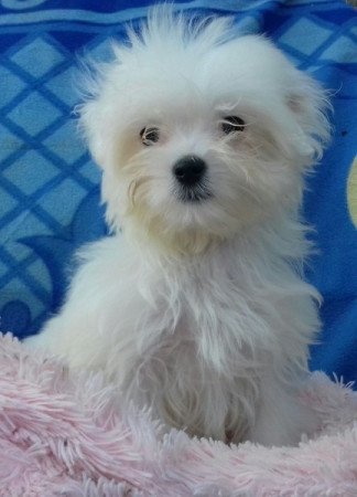 Bichon havanese