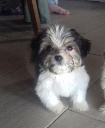 Bichon havanese