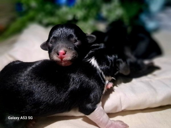 Máltai+uszkár=Maltipoo havanese bichon