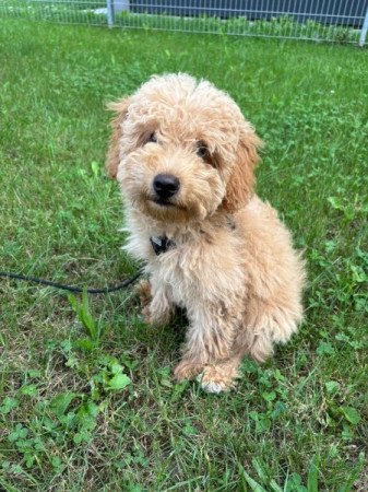 Máltai+uszkár=Maltipoo havanese bichon