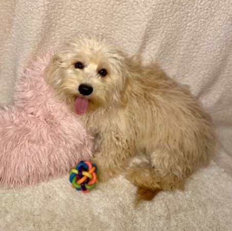 Maltipoo