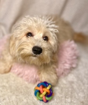 Maltipoo