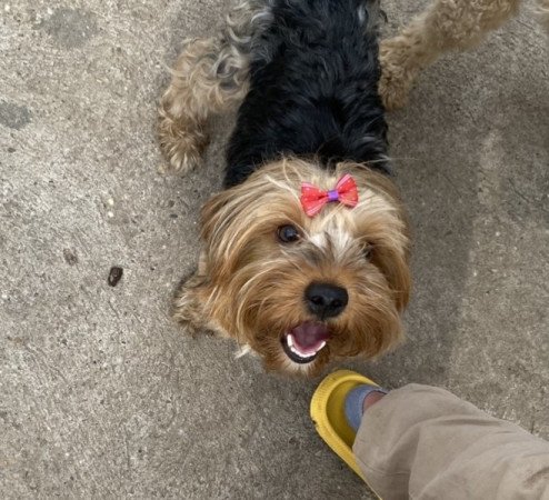 Yorkshire terrier