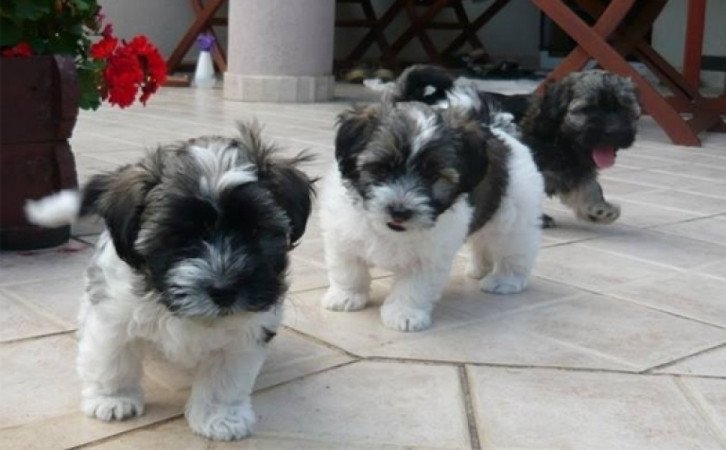 Havanese