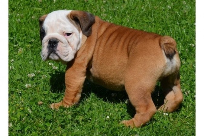 Angol bulldog