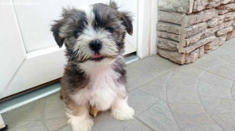 Havanese