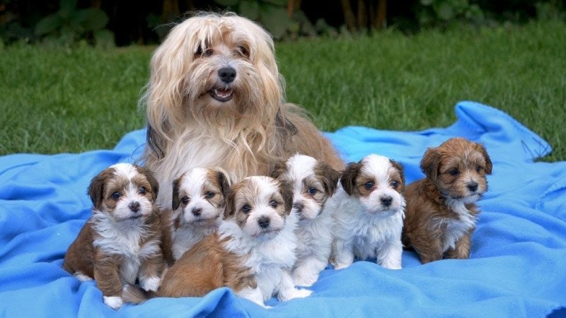 Havanese