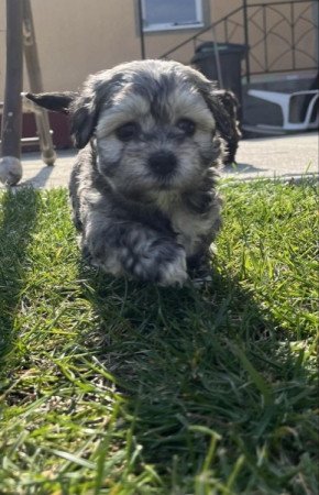 Havanese