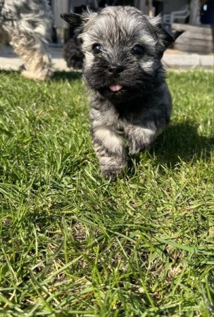 Havanese