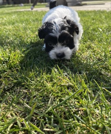 Havanese