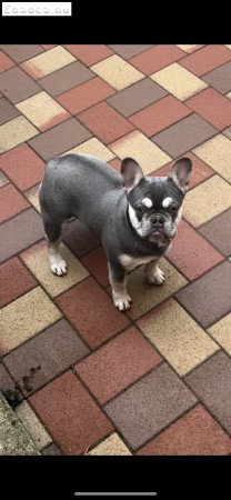 Francia bulldog jellegű szukák