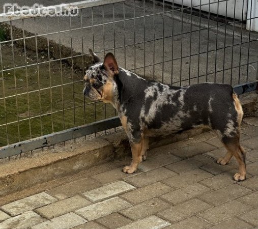 Francia bulldog jellegű szukák