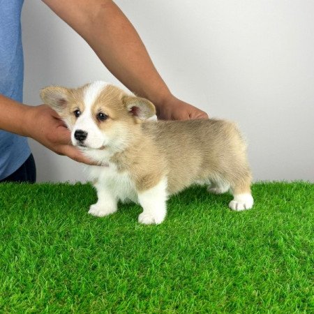 Pembroke Welsh Corgi