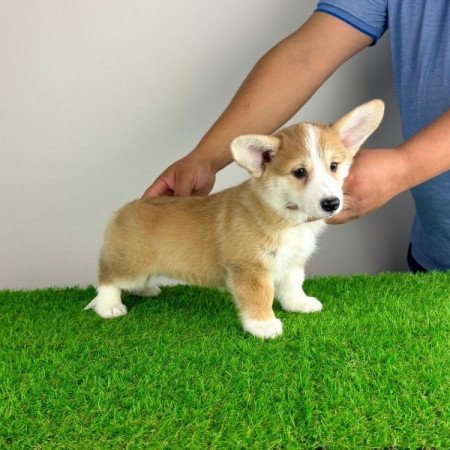 Pembroke Welsh Corgi