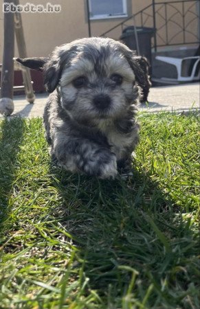 Bichon Havanese